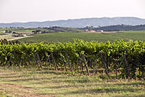 Surroundings of Montalcino, Brunello vineyards