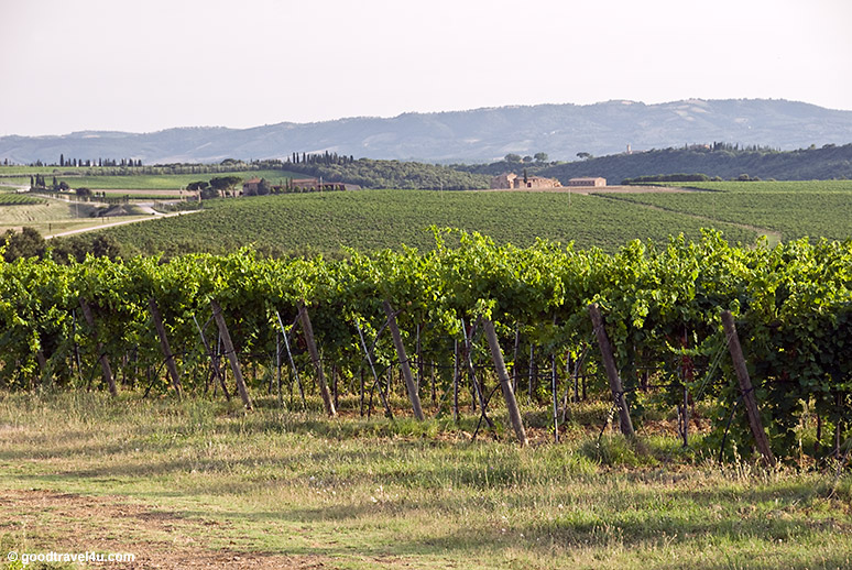 Surroundings of Montalcino, Brunello vineyards